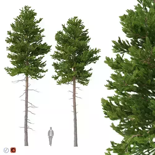 Picea Abies Set 2 - 2 in 1