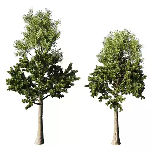 Tree pine sylvestris H 800 700 cmTwo Tree corona