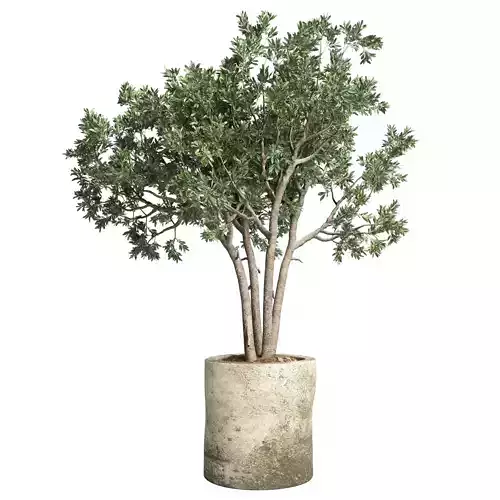 Outdoor plant 51 concrete dirt old vase pot tree