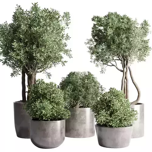 Collection Outdoor Indoor plant concrete dirt vase pot tree bush