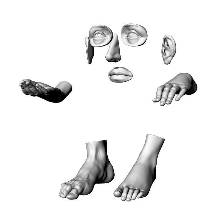 human body parts 3D model 3D printable | CGTrader