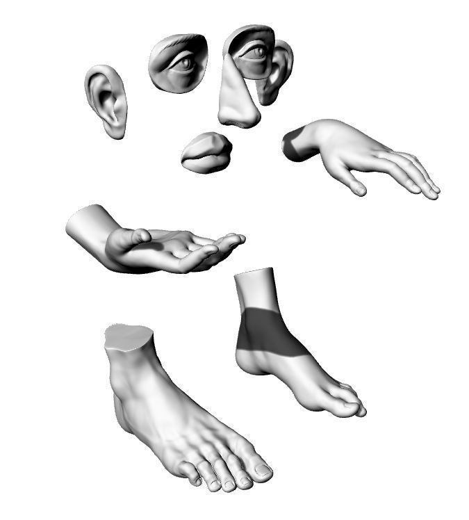 human body parts  3D print model_1