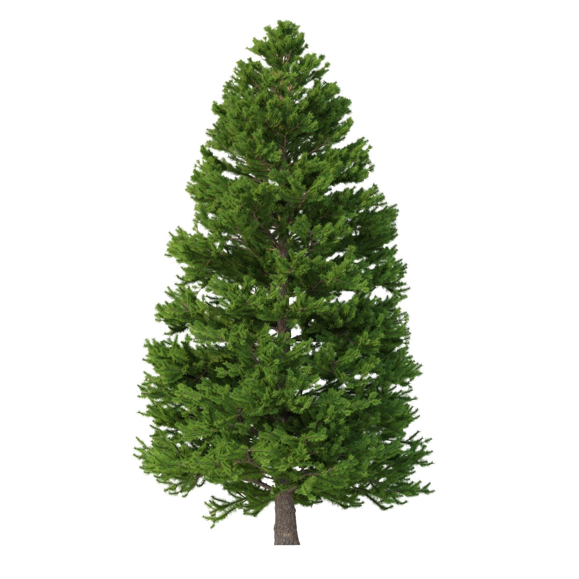 Picea Abies Set 3 - 2 in 1 3D model_6