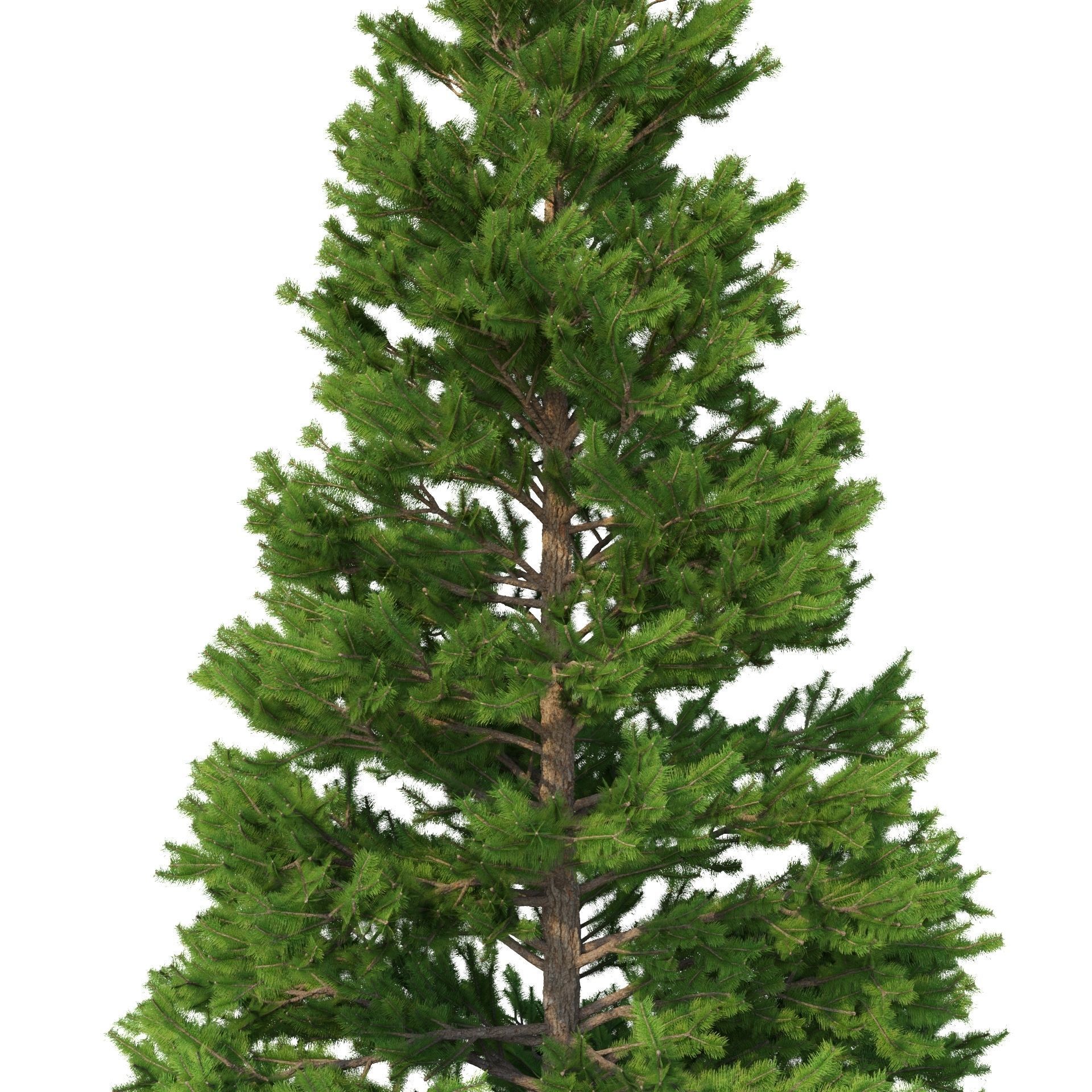 Picea Abies Set 3 - 2 in 1 3D model_1