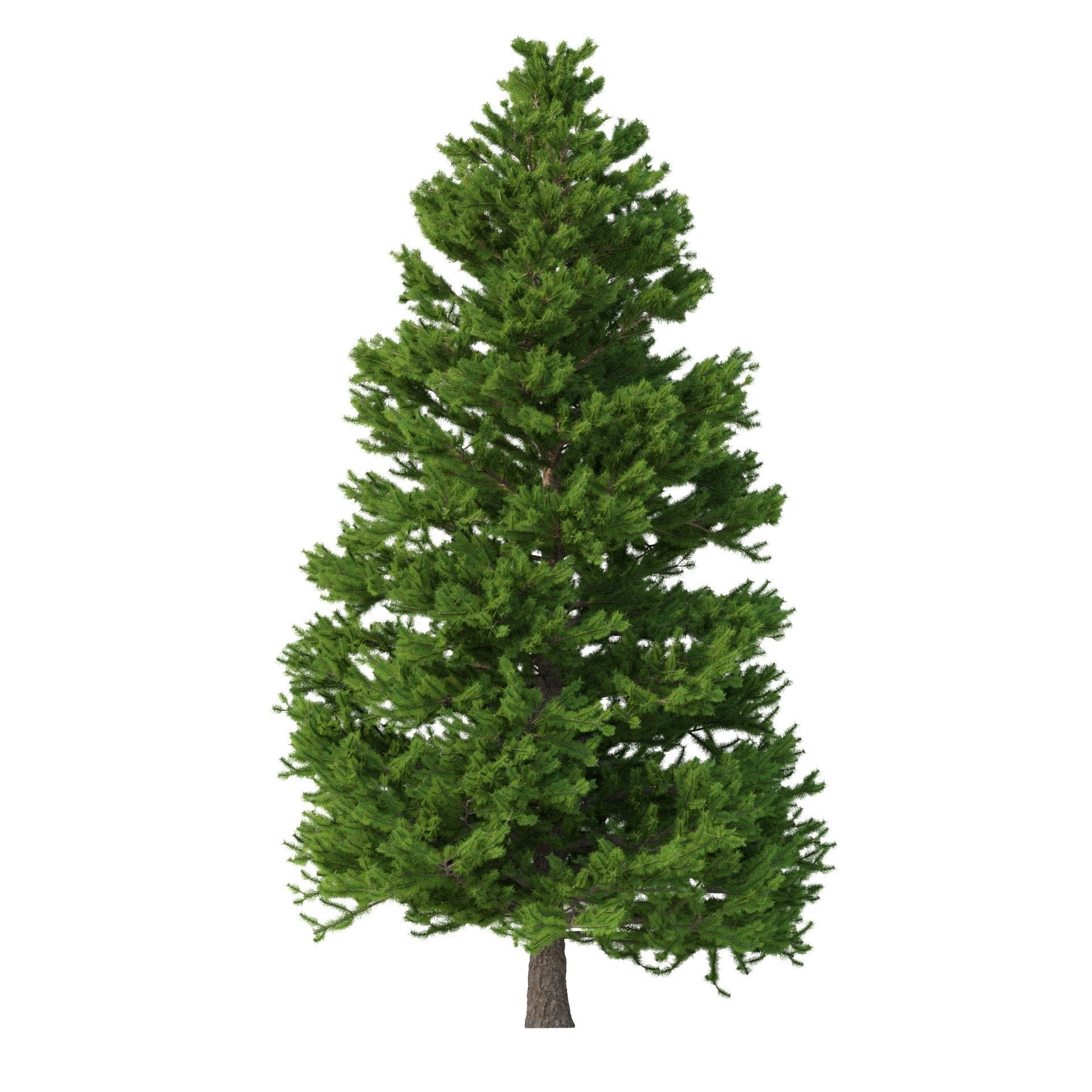 Picea Abies Set 3 - 2 in 1 3D model_4