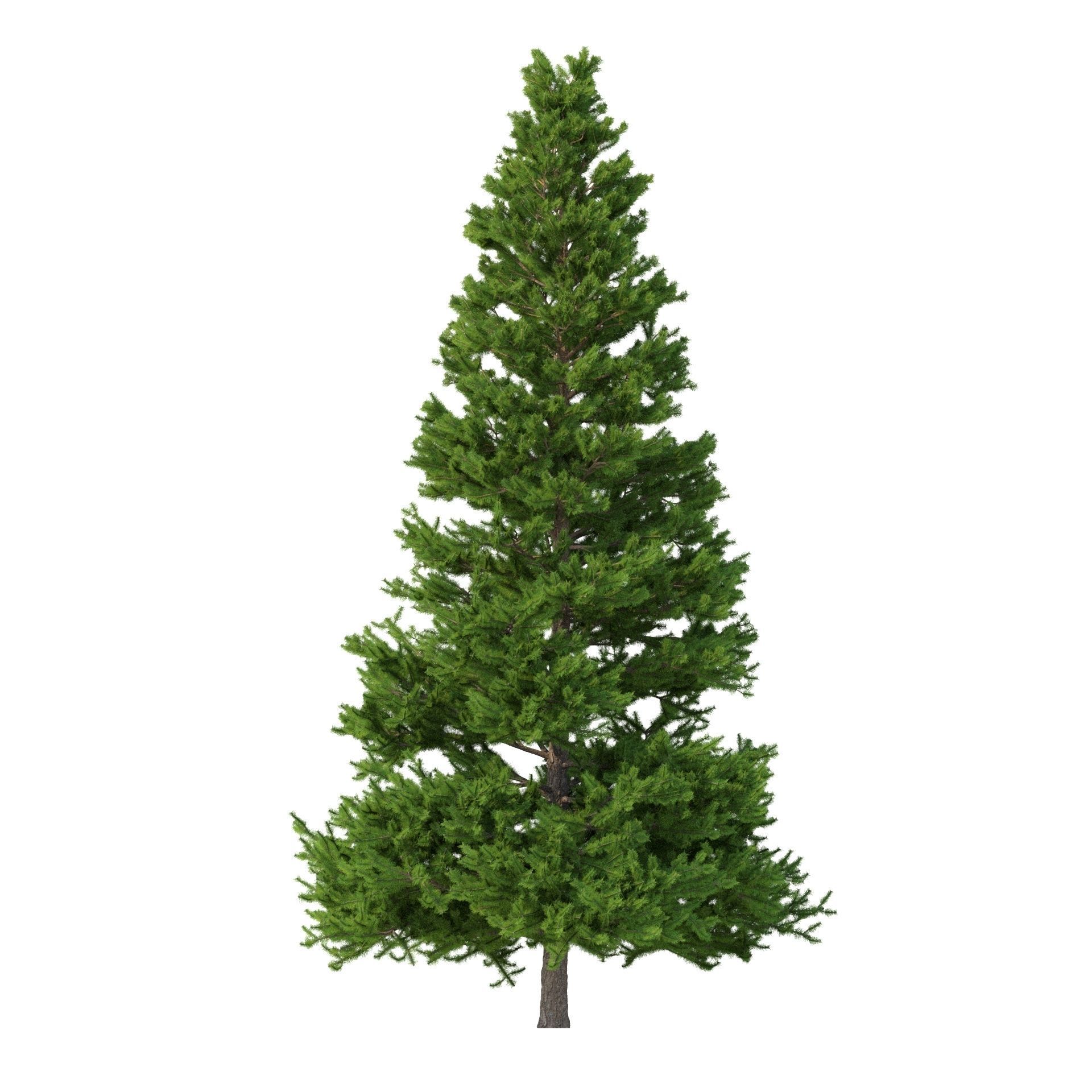 Picea Abies Set 3 - 2 in 1 3D model_7