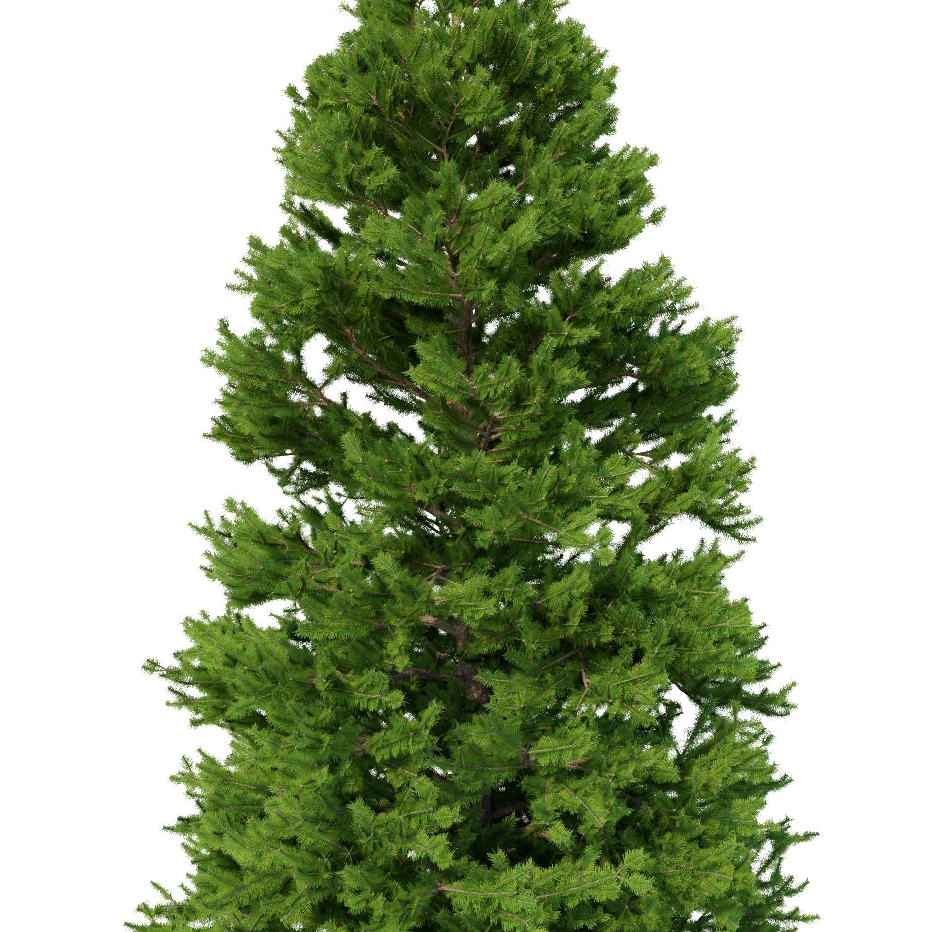 Picea Abies Set 3 - 2 in 1 3D model_2