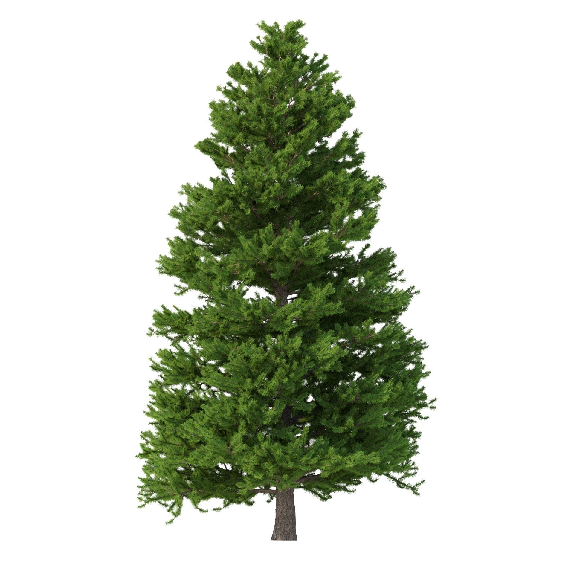 Picea Abies Set 3 - 2 in 1 3D model_8