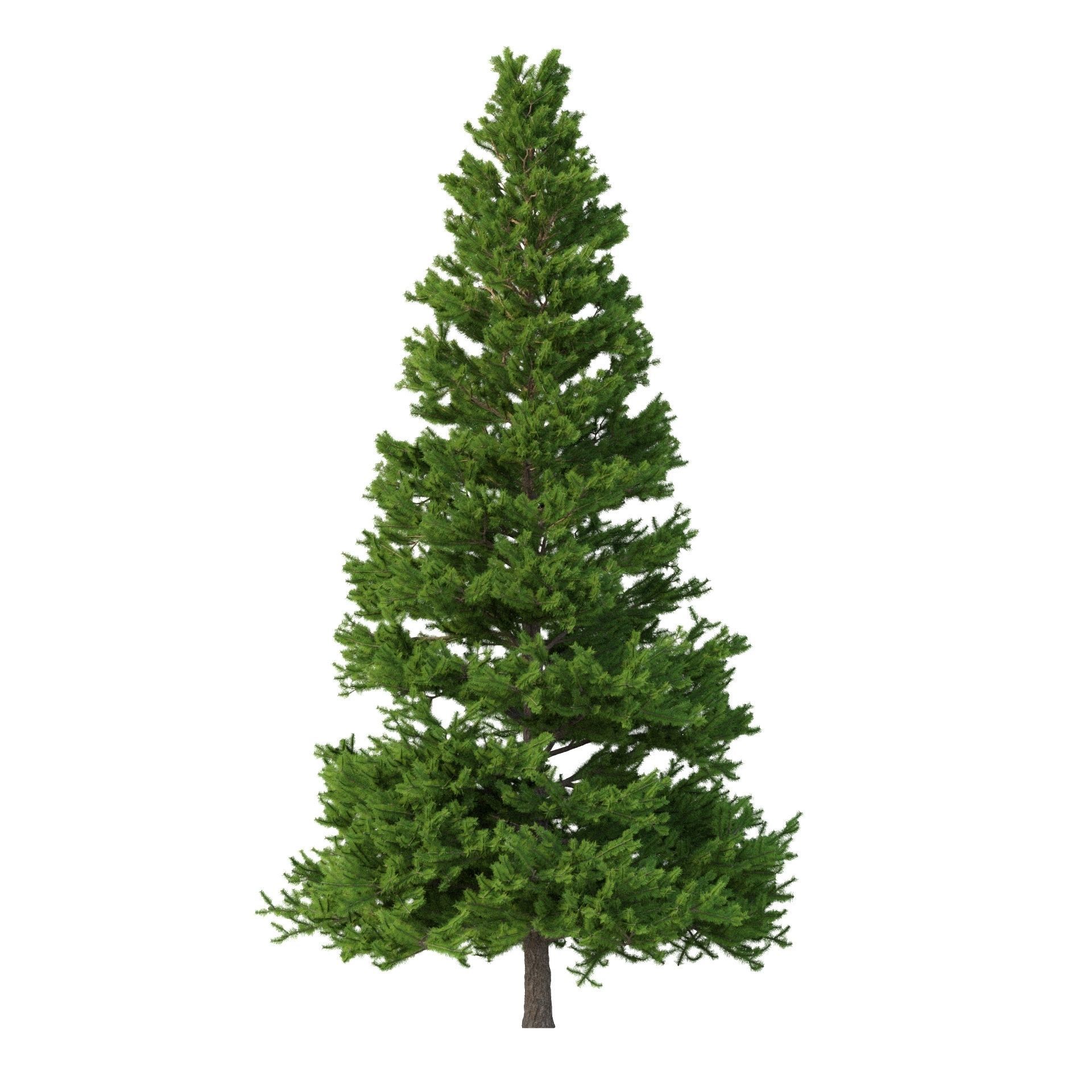 Picea Abies Set 3 - 2 in 1 3D model_3