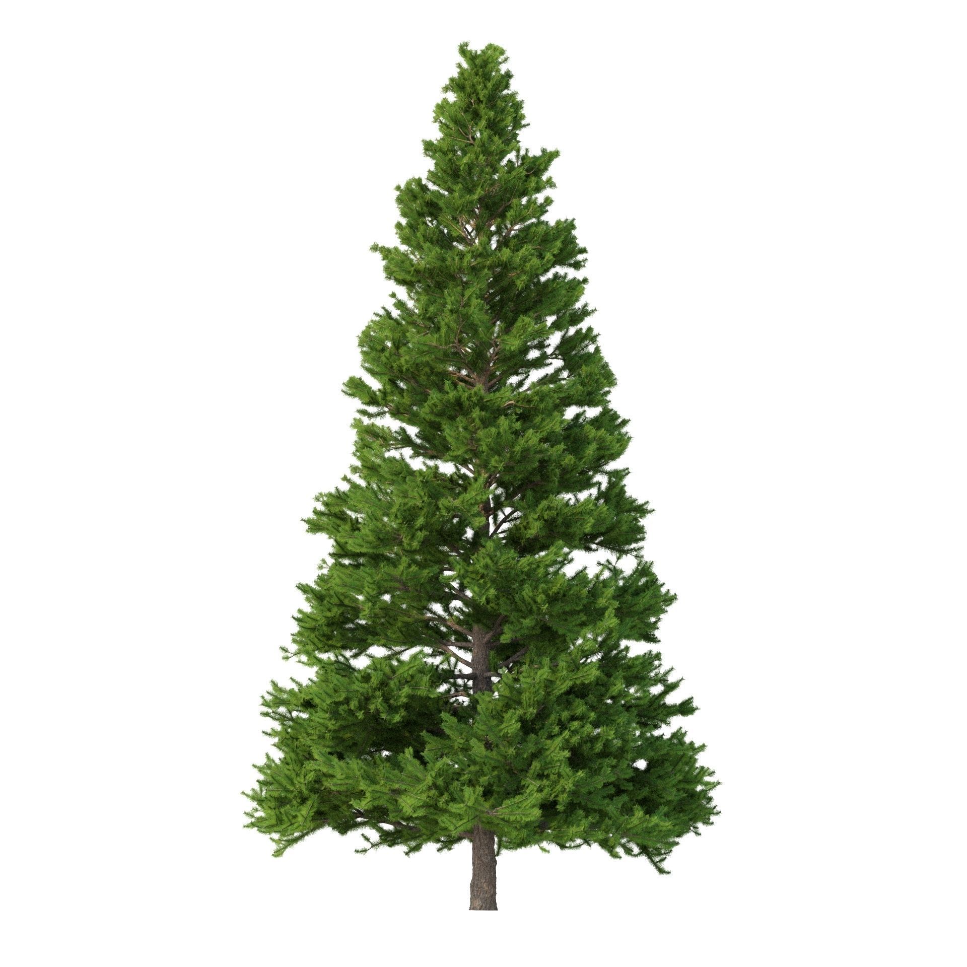 Picea Abies Set 3 - 2 in 1 3D model_5