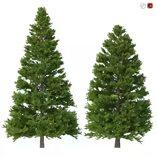 Picea Abies Set 3 - 2 in 1