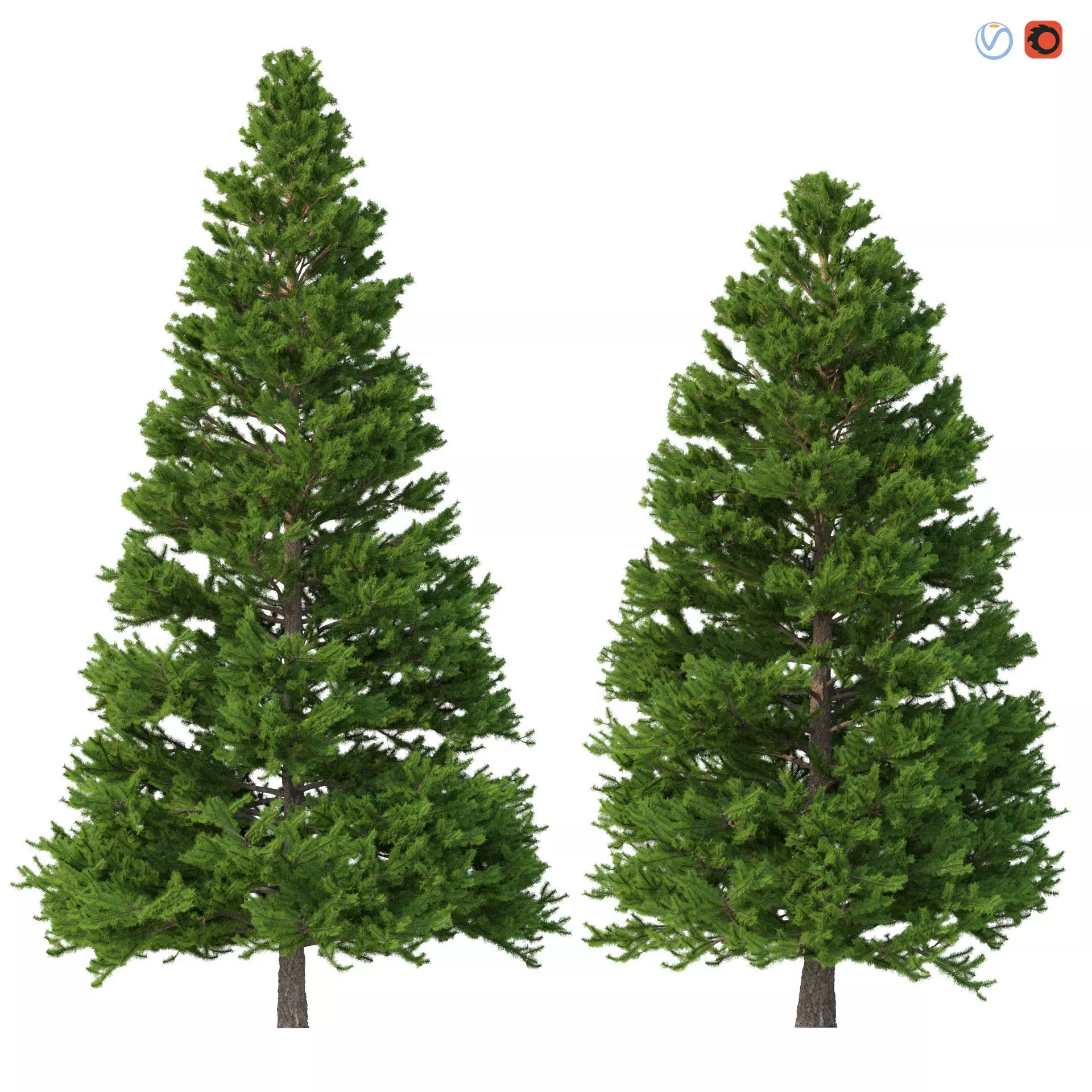 Picea Abies Set 3 - 2 in 1 3D model_0
