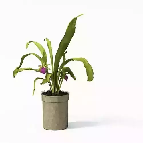 Potted Tropical Plant