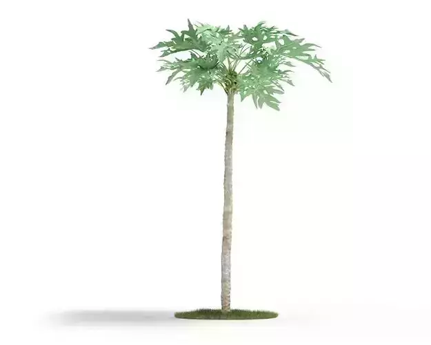 Green Palm Like Tree