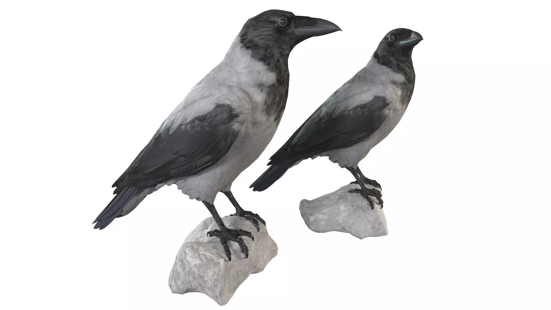 Hooded Crow 3D model