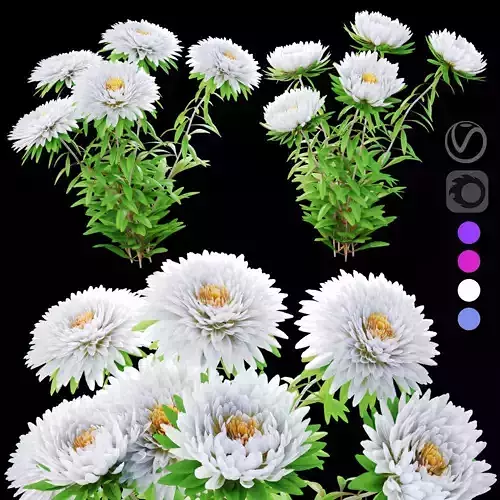 Aster flowers