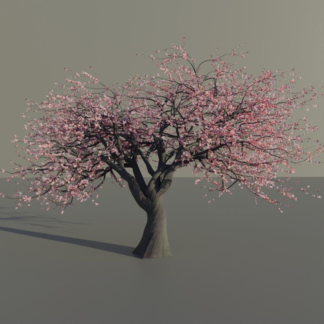 Mid-poly Sakura pack 4 trees Low-poly 3D model_3