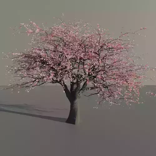 Mid-poly Sakura pack 4 trees Low-poly 3D model