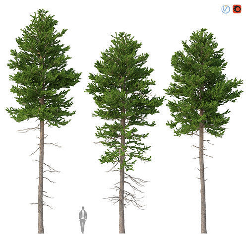 Picea Abies Set 4 - 3 in 1 3D model