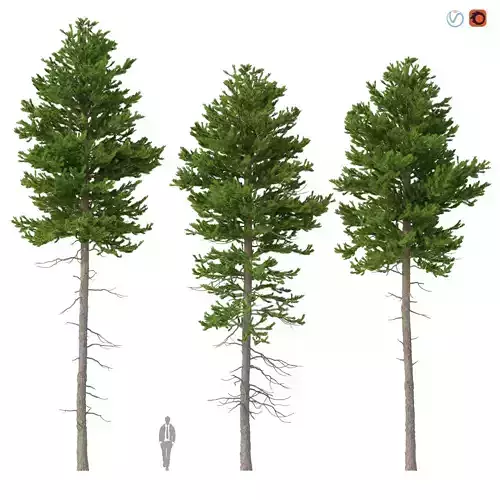 Picea Abies Set 4 - 3 in 1 3D model