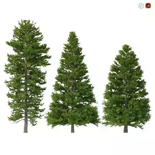 Picea Abies Set 5 - 3 in 1