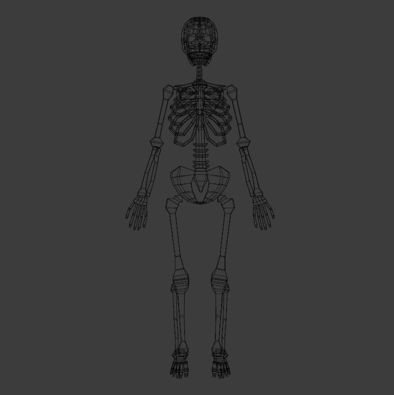 Skeleton human Low-poly 3D model_2