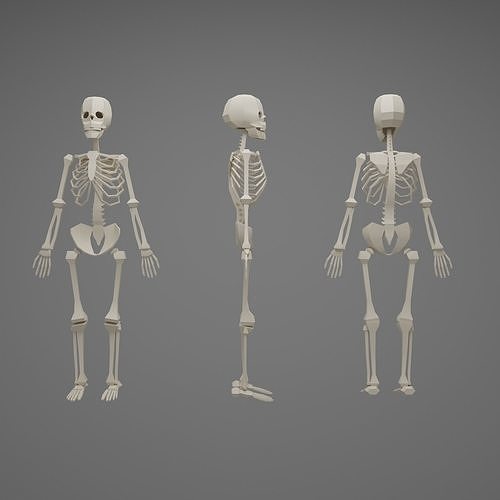 Skeleton human Low-poly 3D model