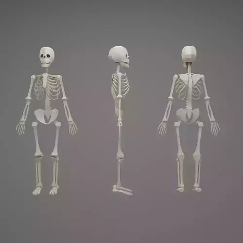Skeleton human Low-poly 3D model