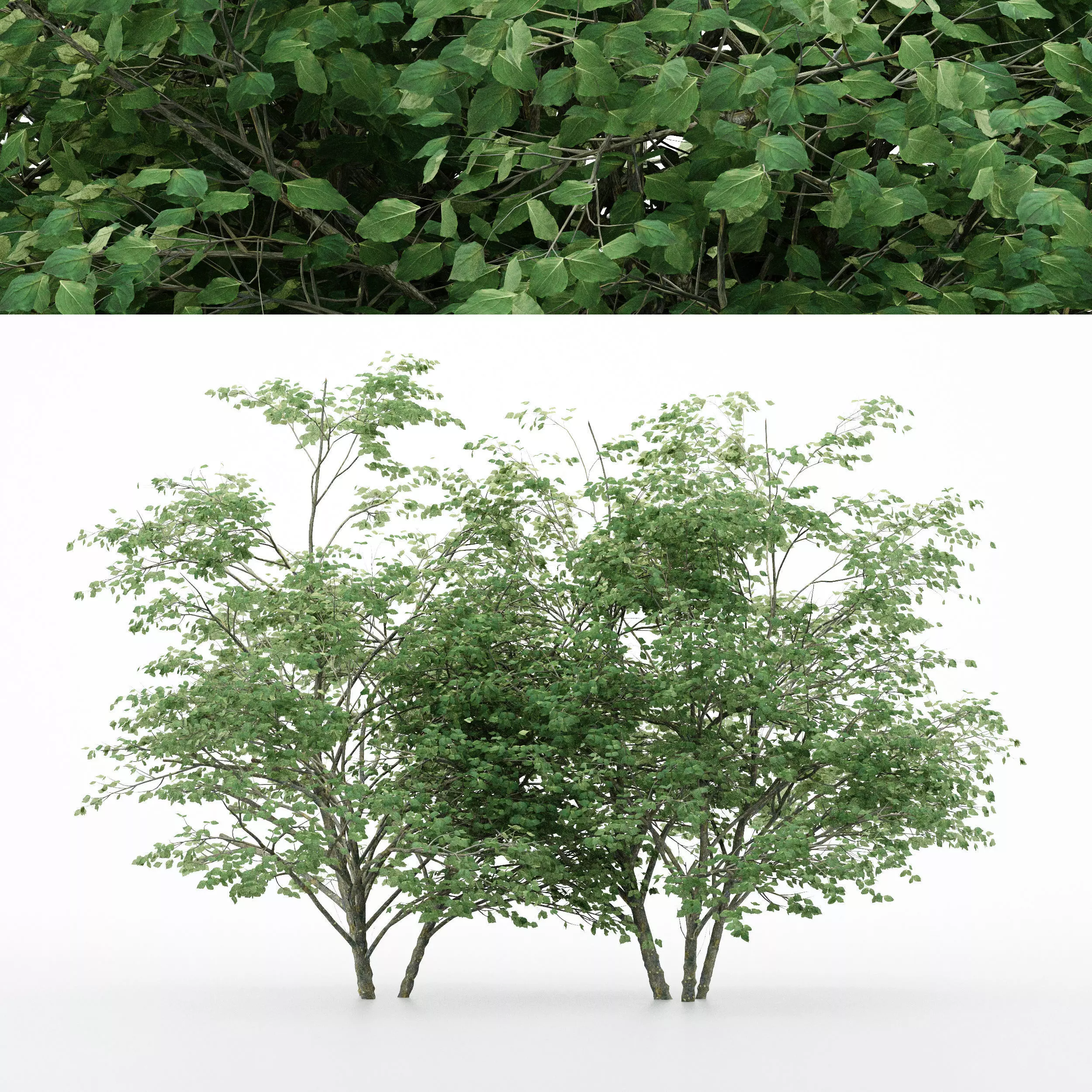 3 diffrent tree Kousa Dogwood 3D model_0