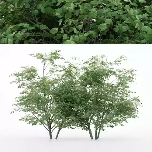 3 diffrent tree Kousa Dogwood 3D model