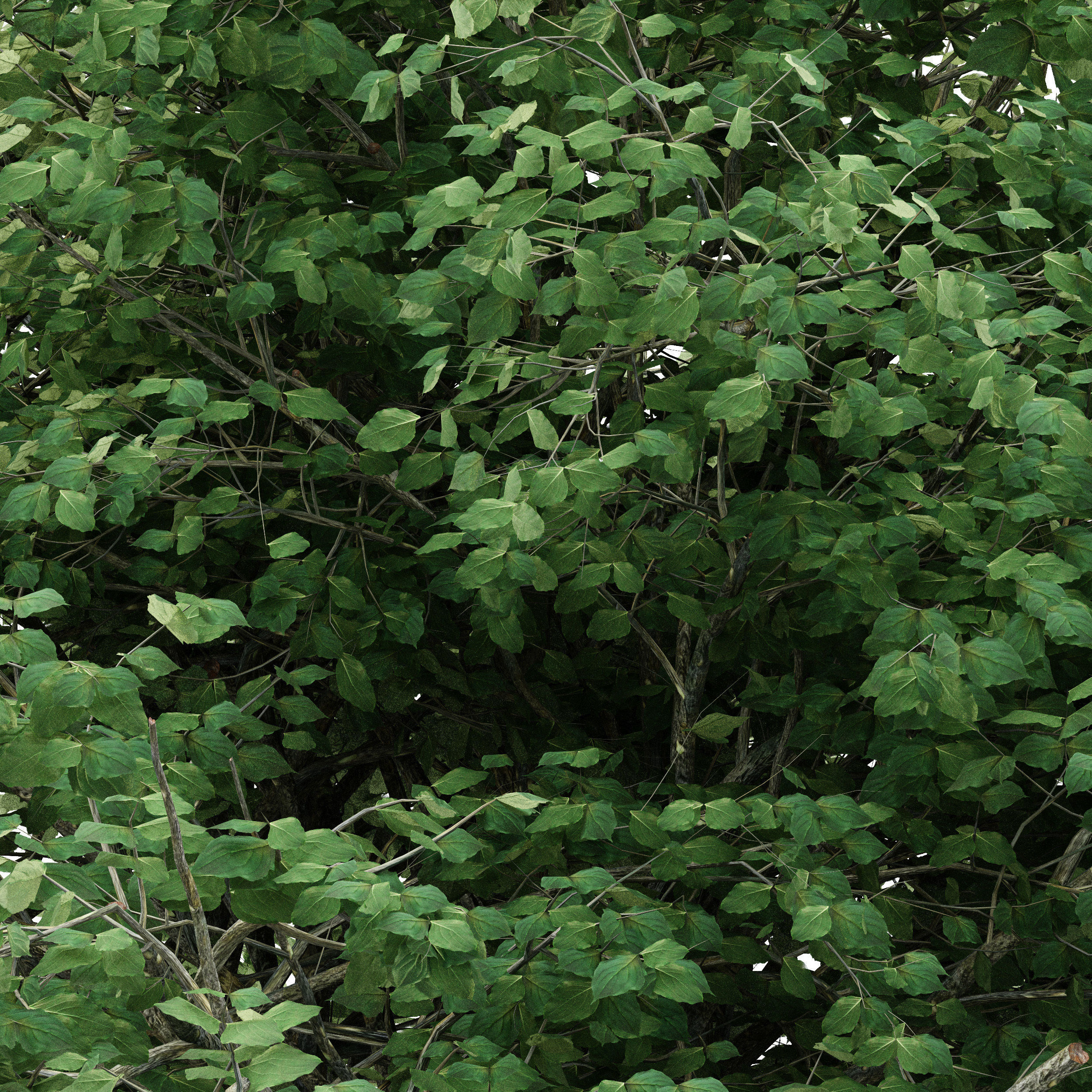 3 diffrent tree Kousa Dogwood 3D model_2