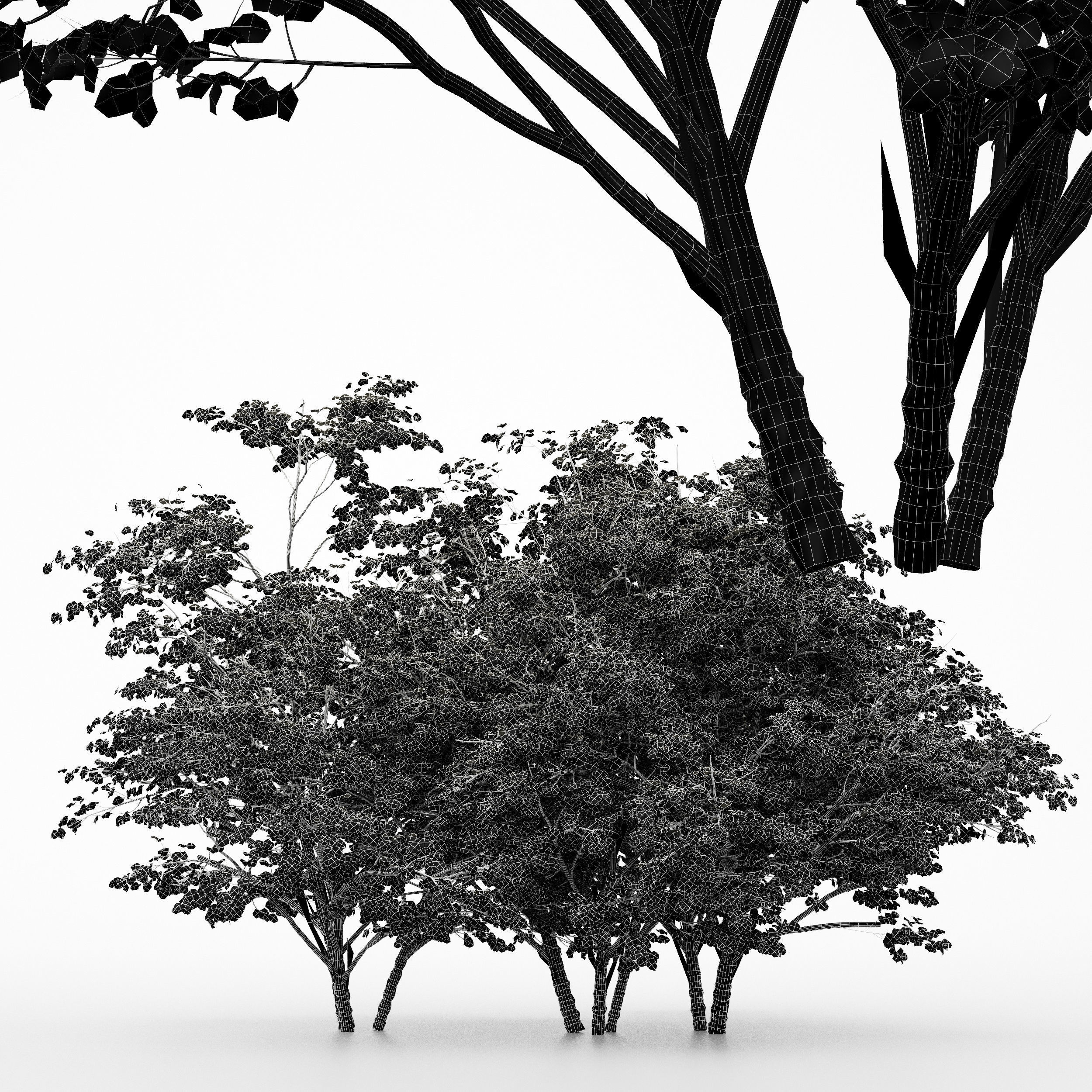 3 diffrent tree Kousa Dogwood 3D model_3