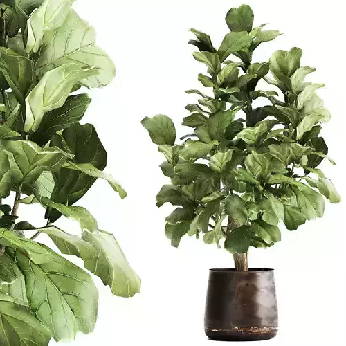 Ficus lyrata in a rust pot for the interior 1040