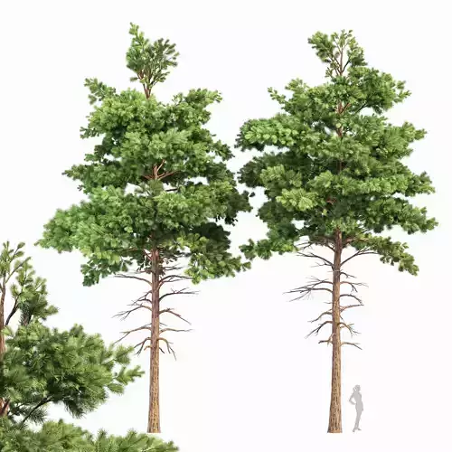 Pine 2Trees Planting Whaite 3D model