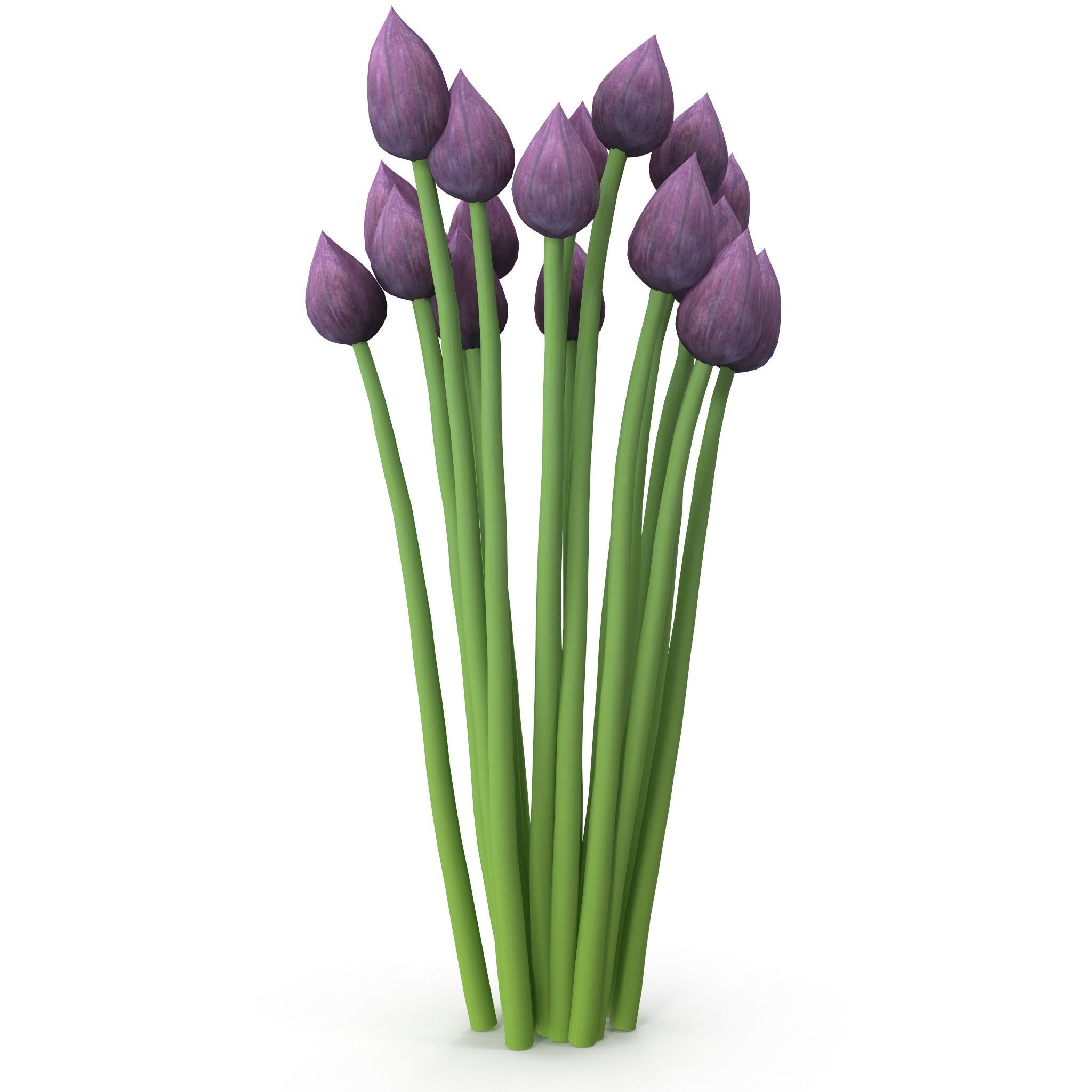 Chives buds 3D model_4