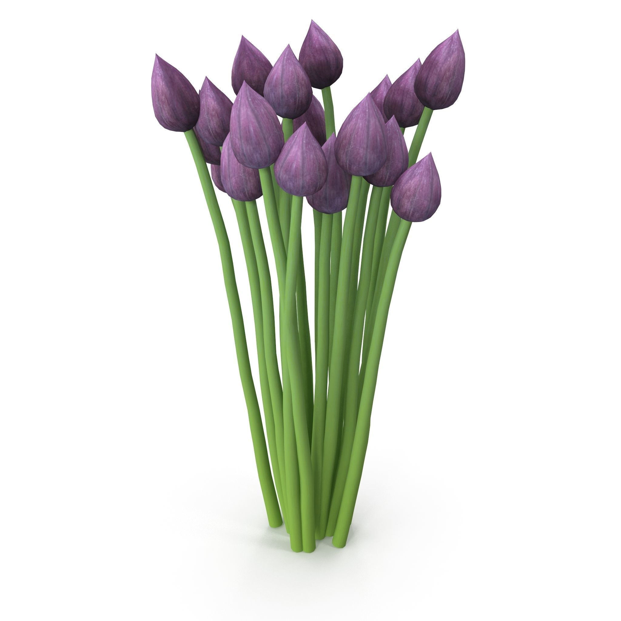 Chives buds 3D model_1