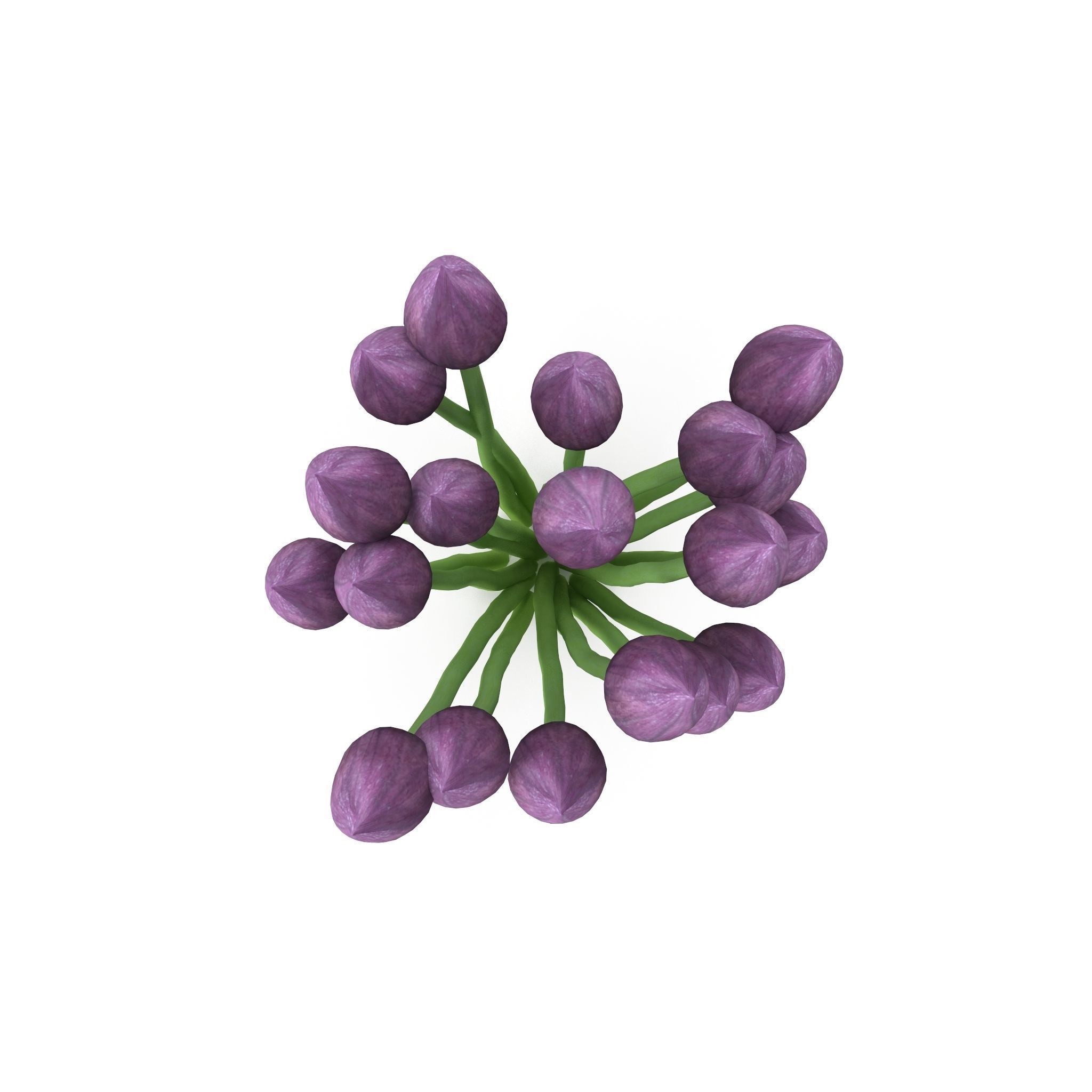 Chives buds 3D model_2