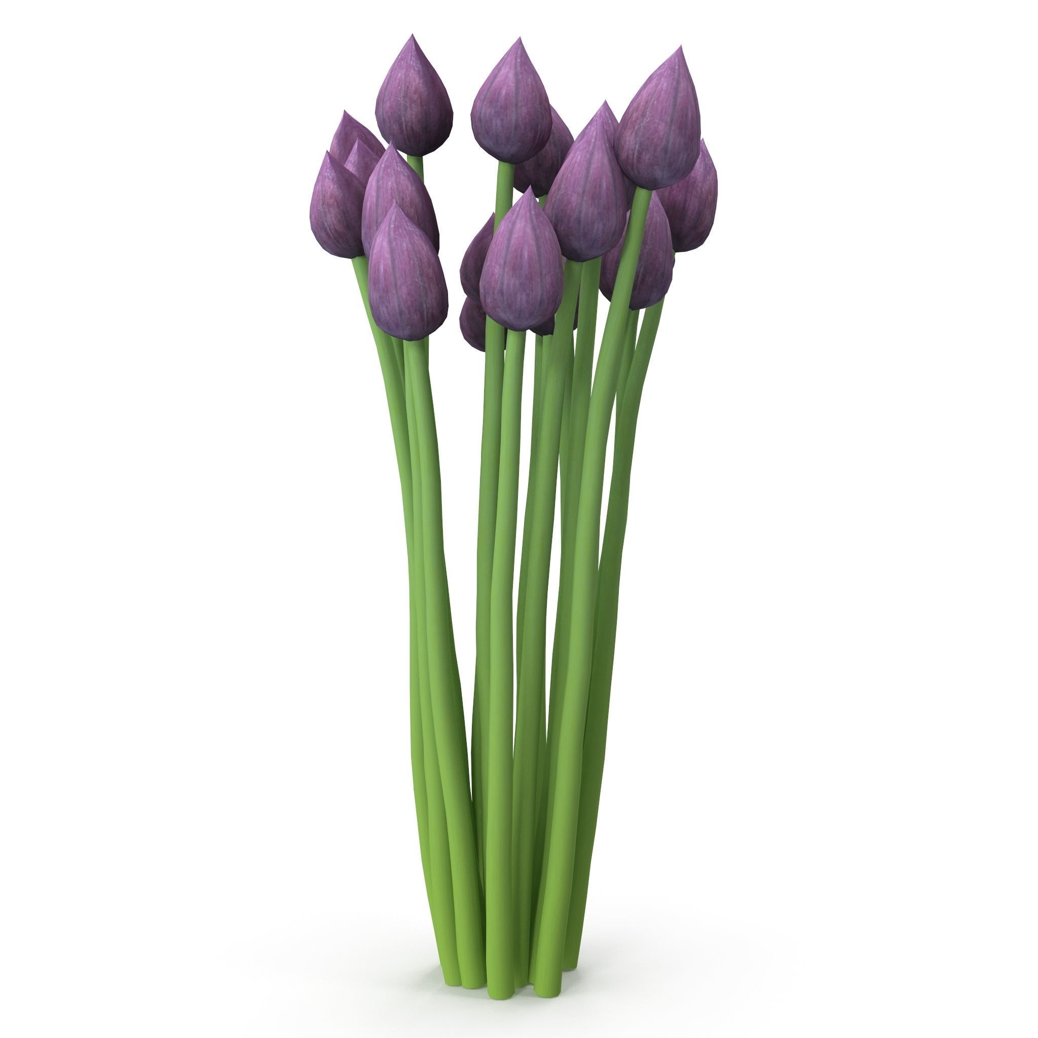 Chives buds 3D model_3