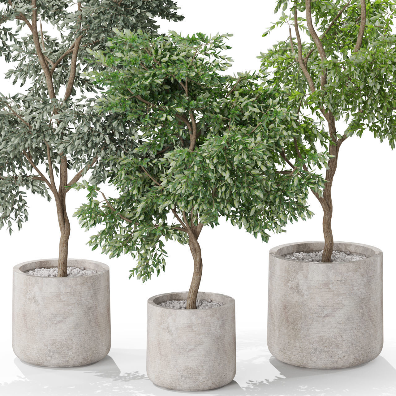 Plants collection 576 3D model_1