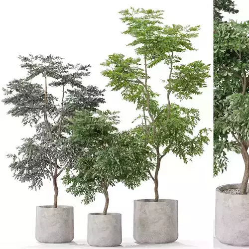 Plants collection 576 3D model
