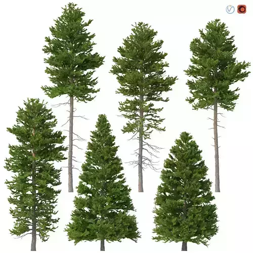Picea Abies Set 6 - 6 in 1 3D model