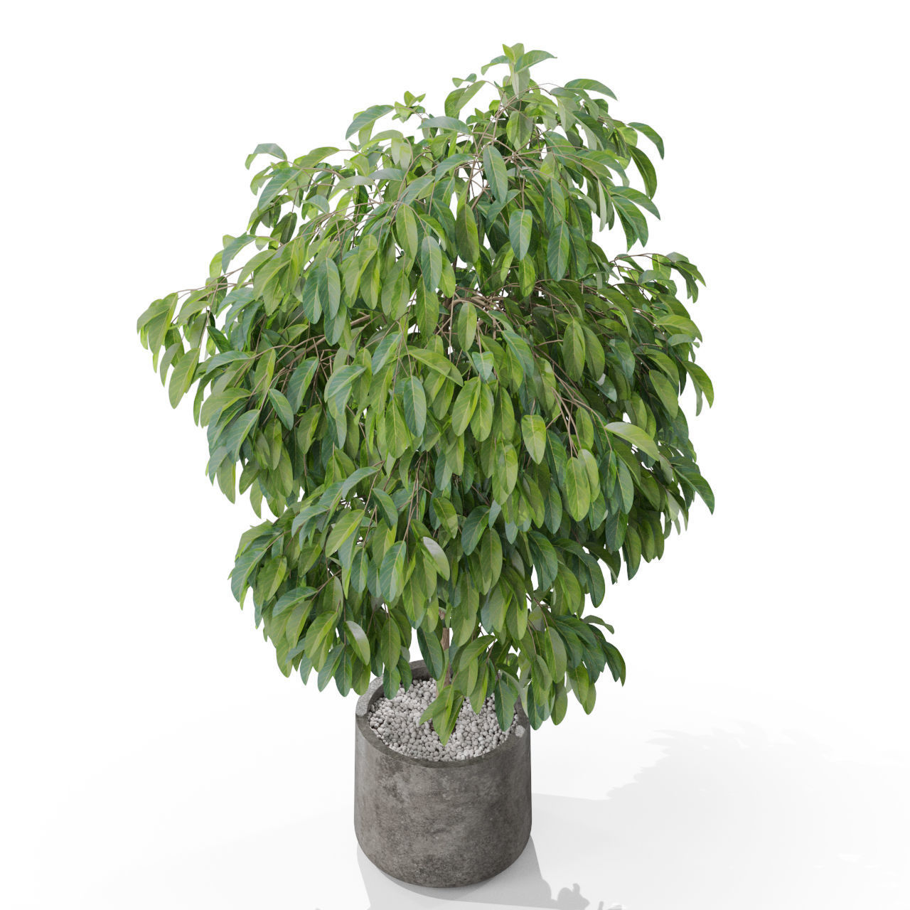Plants collection 577 3D model_2