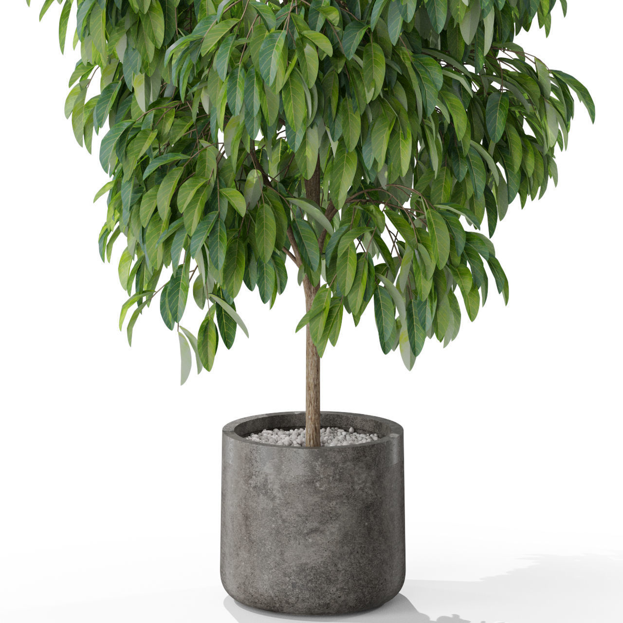 Plants collection 577 3D model_1