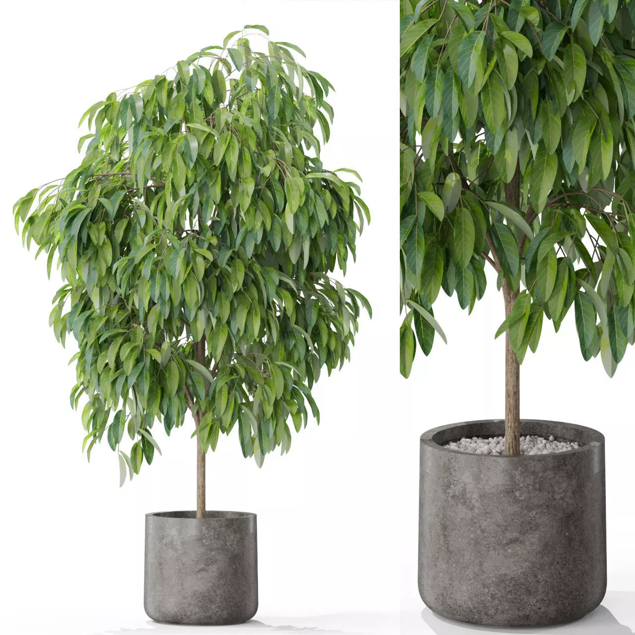 Plants collection 577 3D model_0
