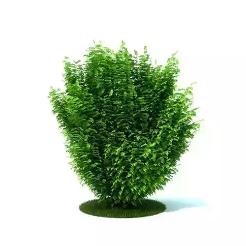Green Bush