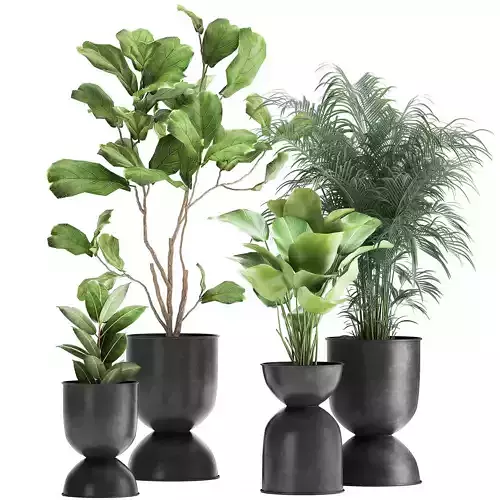 Plants in a black pot for the interior 1041