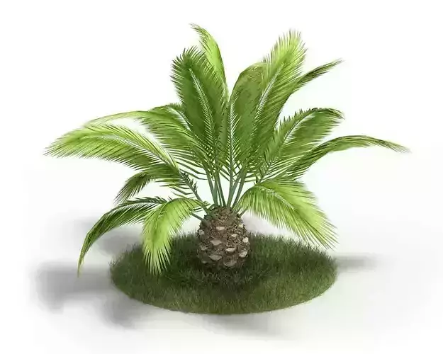 Phoenix Canariensis Plant