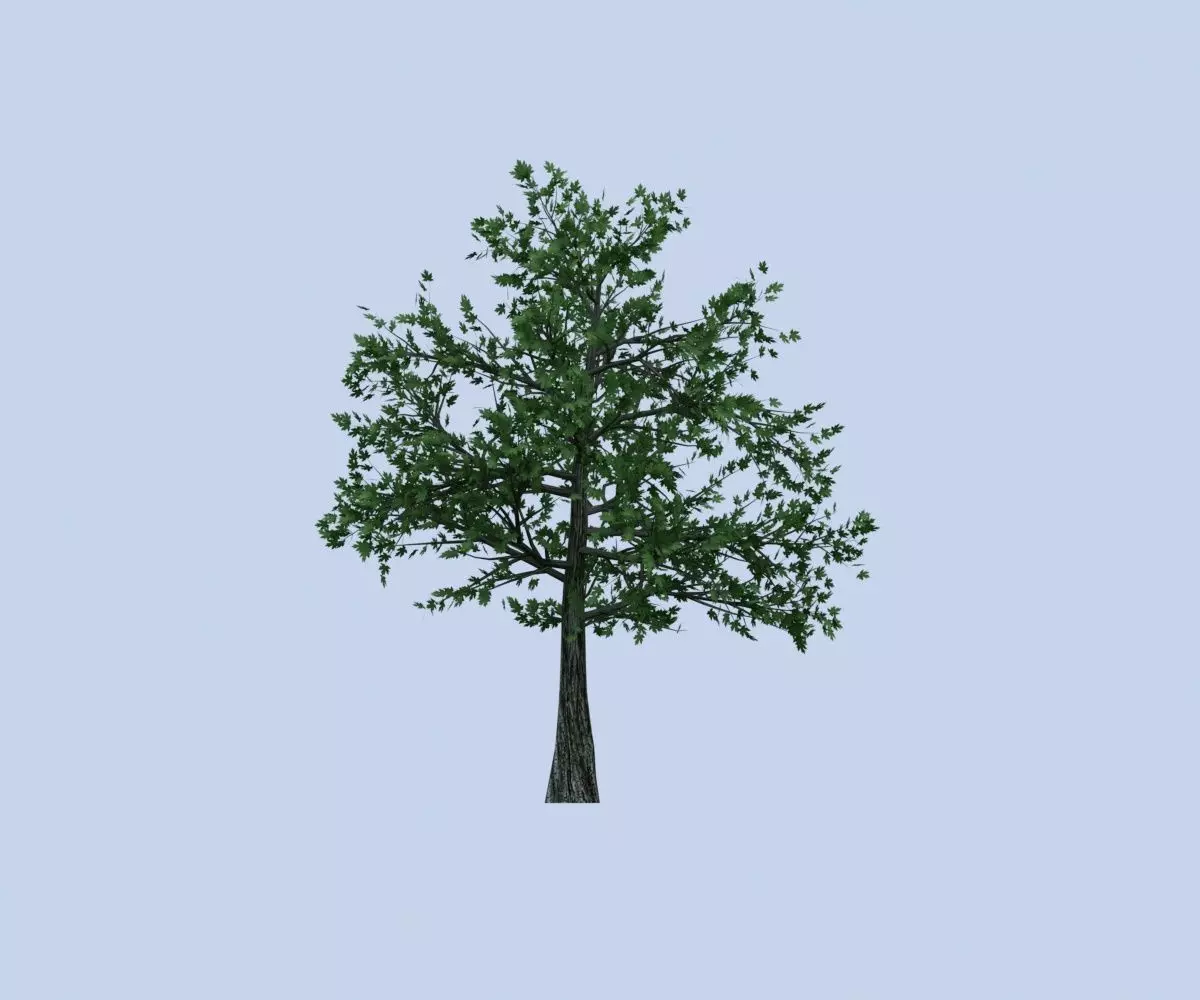Maple tree Free low-poly 3D model_0