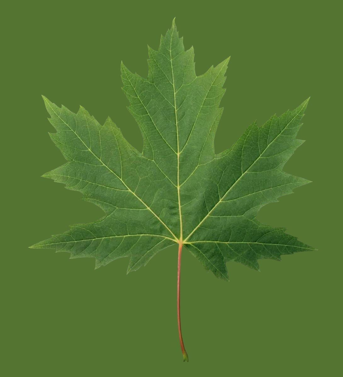 Maple tree Free low-poly 3D model_7