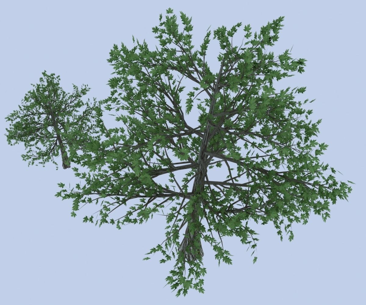Maple tree Free low-poly 3D model_5